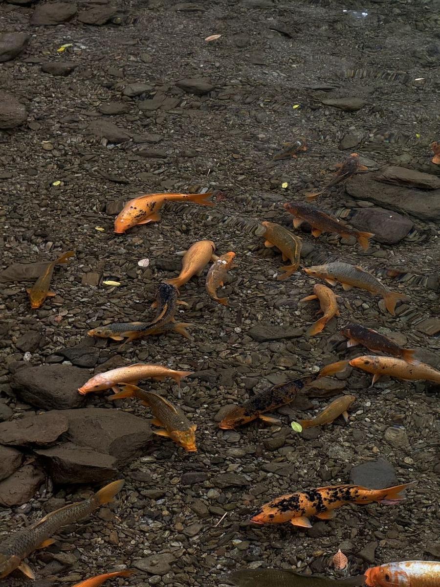 锦鲤浅滩